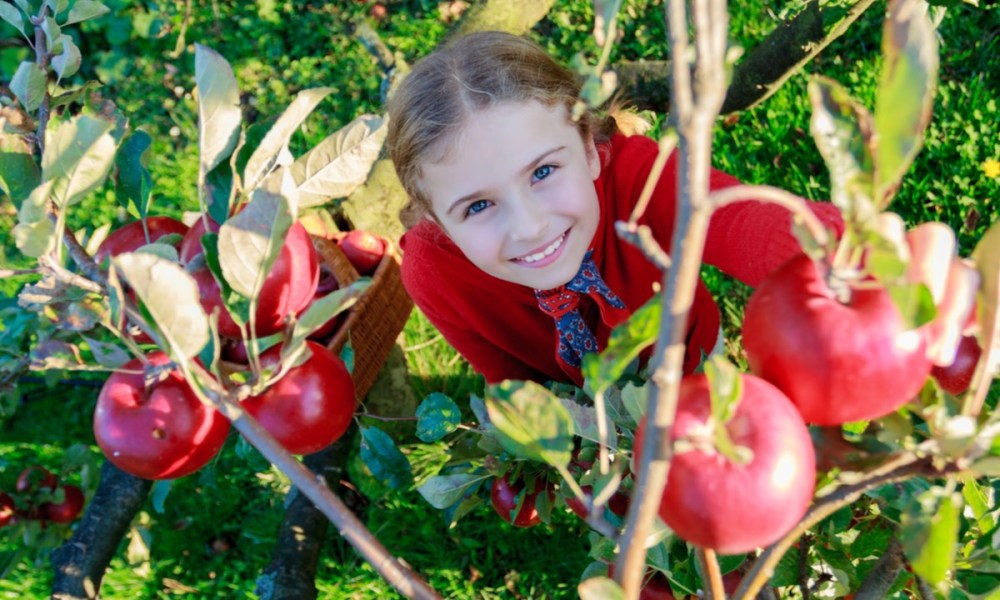 picking good apples girl