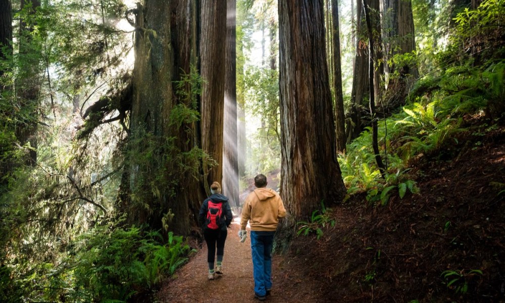 best national parks redwood park